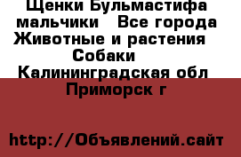 Щенки Бульмастифа мальчики - Все города Животные и растения » Собаки   . Калининградская обл.,Приморск г.